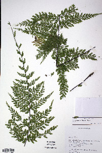 Asplenium uniseriale image