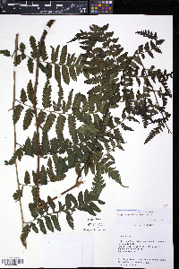Diplazium franconis image
