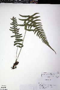 Blechnum appendiculatum image