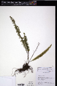 Pecluma alfredii image