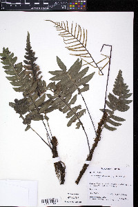 Austroblechnum lherminieri image