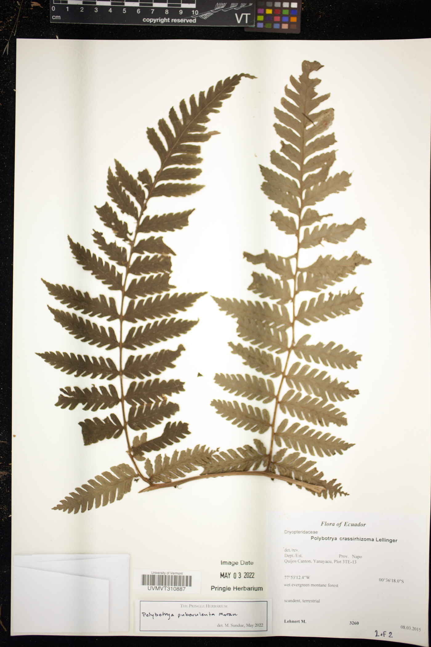 Polybotrya puberulenta image