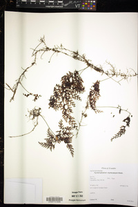 Hymenophyllum myriocarpum image