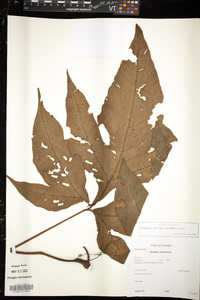 Tectaria antioquiana image