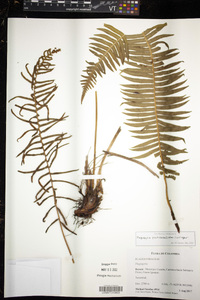 Plagiogyria pectinata image