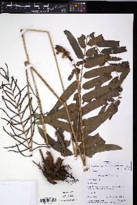 Parablechnum cordatum image