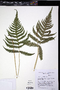 Phegopteris connectilis image