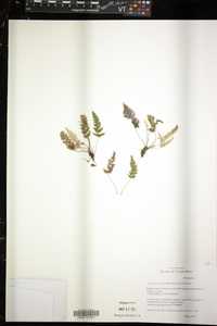 Myriopteris covillei image