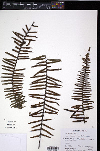 Pecluma divaricata image
