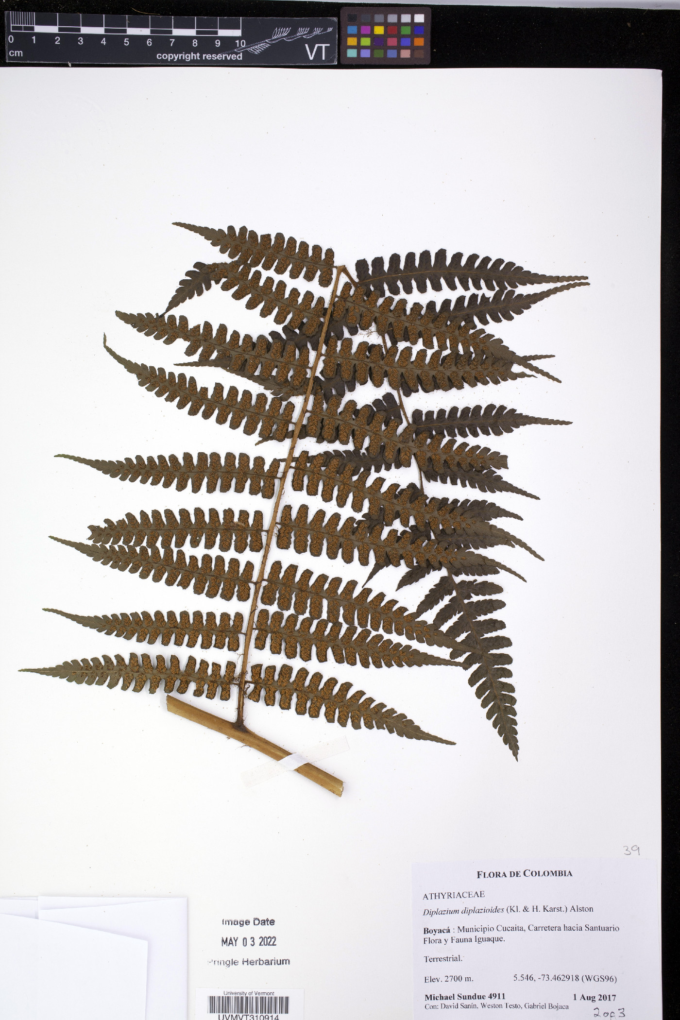 Diplazium diplazioides image