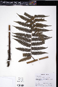 Diplazium diplazioides image