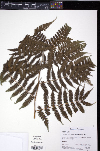 Diplazium diplazioides image