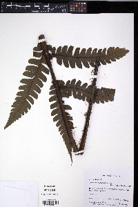 Diplazium microphyllum image