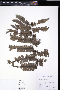 Diplazium microphyllum image