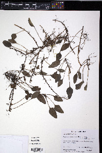 Elaphoglossum squamipes image