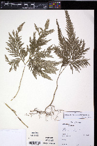 Selaginella geniculata image