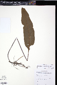 Elaphoglossum castaneum image