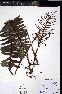 Parablechnum stipitellatum image