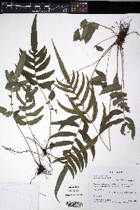 Blechnum gracile image