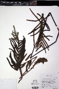 Parablechnum cordatum image