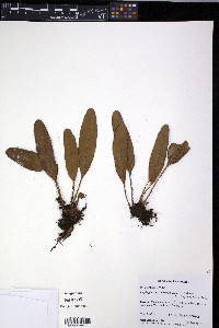 Elaphoglossum bellermannianum image