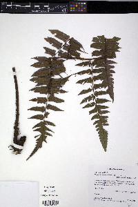 Diplazium tungurahuae image