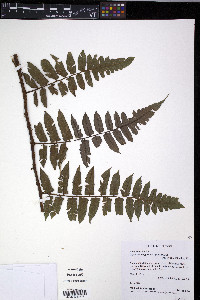 Diplazium tungurahuae image