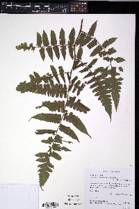 Diplazium tungurahuae image