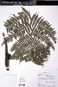 Diplazium hians image