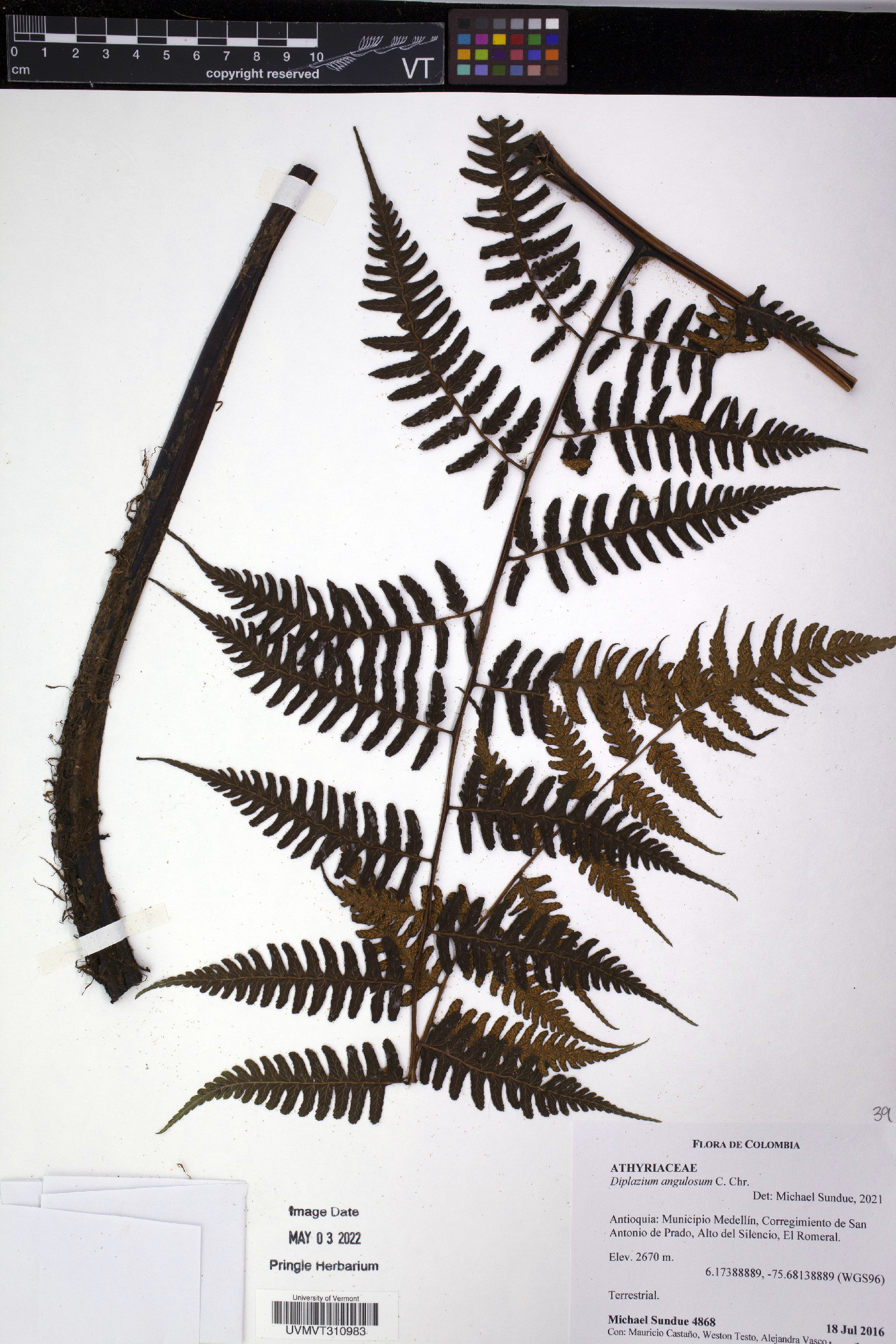 Diplazium angulosum image