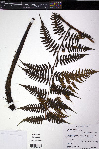 Diplazium angulosum image