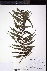 Diplazium tomentellum image
