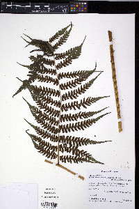 Diplazium tomentellum image