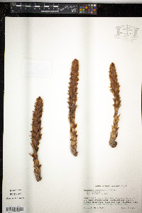 Conopholis americana image