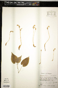 Orobanche uniflora image