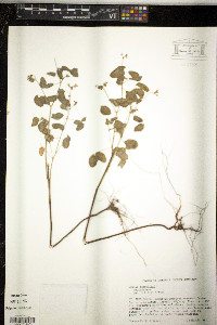 Oxalis barrelieri image
