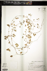 Oxalis corniculata image