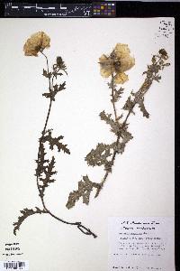 Argemone sanguinea image