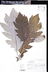 Bocconia frutescens image