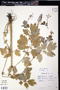 Chelidonium majus image