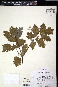 Chelidonium majus image