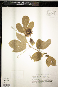 Passiflora edulis image