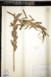 Sesamum indicum image