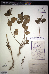 Rivina humilis image