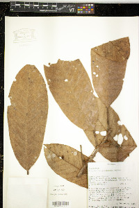 Minquartia guianensis image
