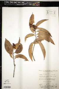 Ouratea spruceana image