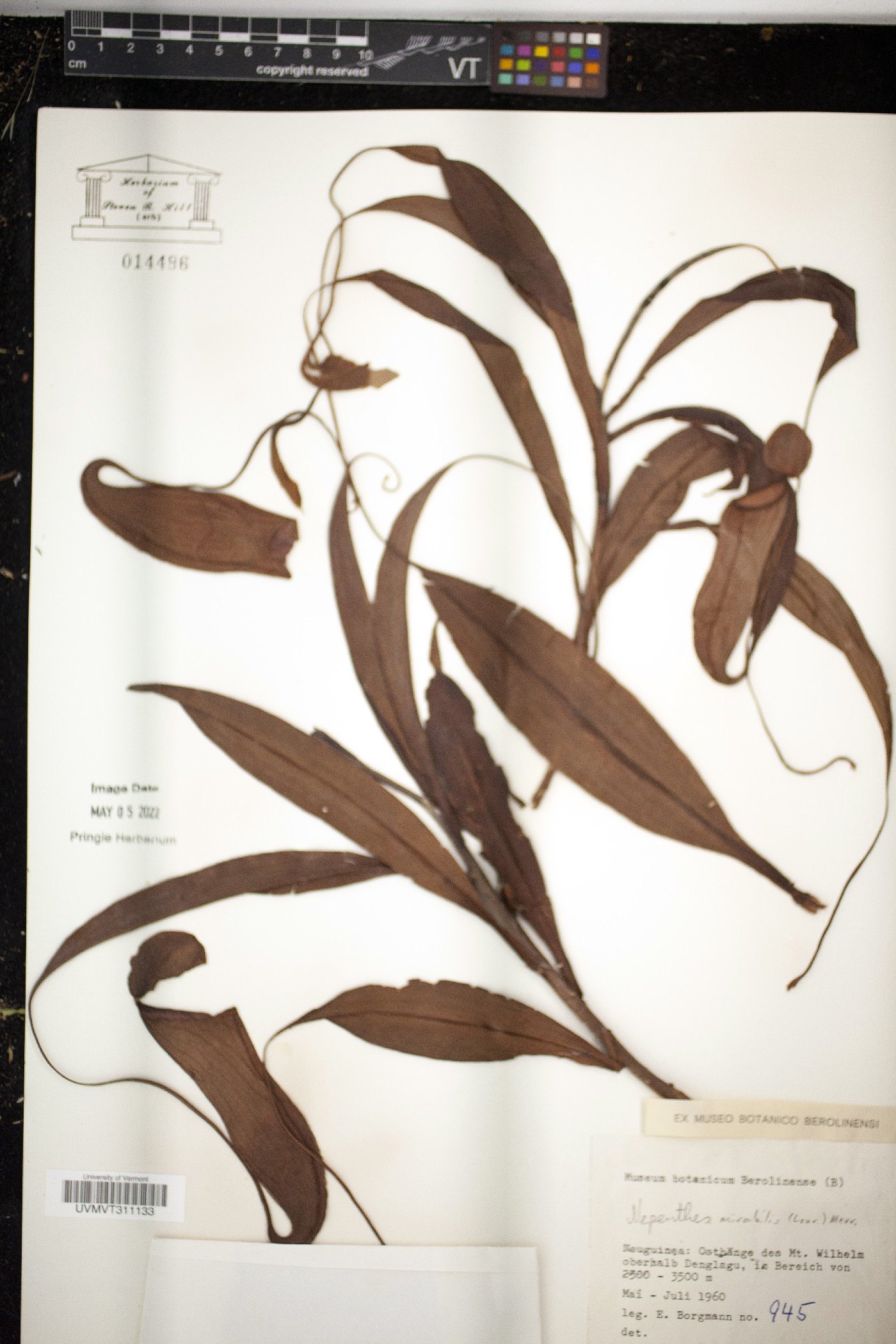 Nepenthes mirabilis image