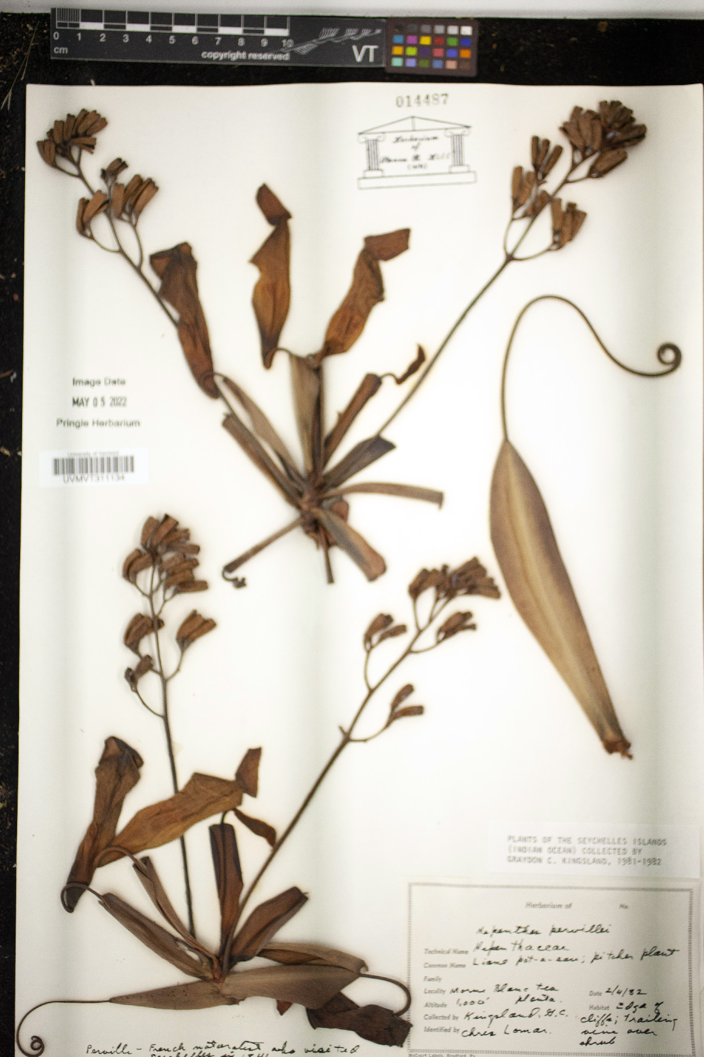 Nepenthes pervillei image