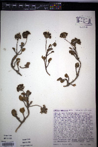 Abronia latifolia image