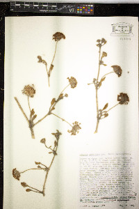Abronia umbellata image
